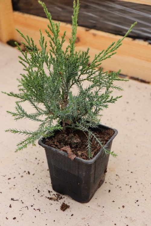 detail Jalovec Pfitzerův 'Wilhelm Pfitzer'