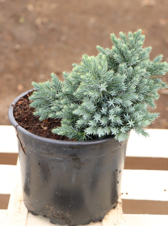 detail Jalovec šupinatý 'Blue Star'