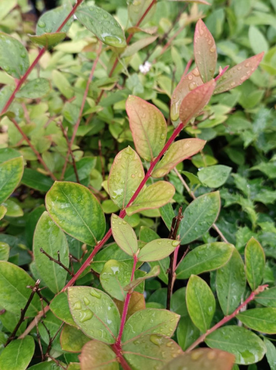 detail Lagerstroémie ´With Love® Virgin´