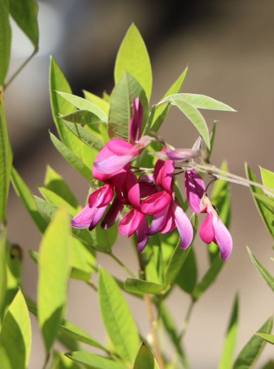 detail Lespedézie Thunbergova
