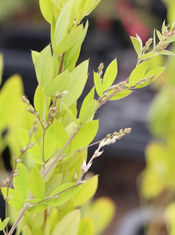 detail Lespedézie Thunbergova