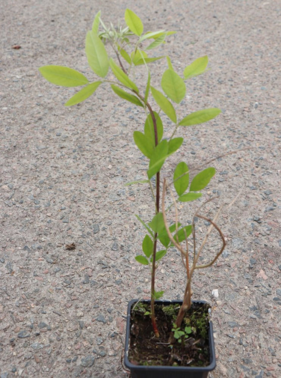 detail Lespedézie Thunbergova