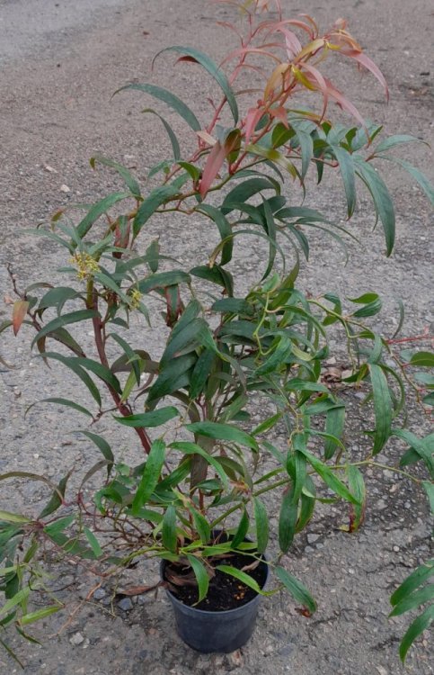 detail Leucothoe 'Halloween'