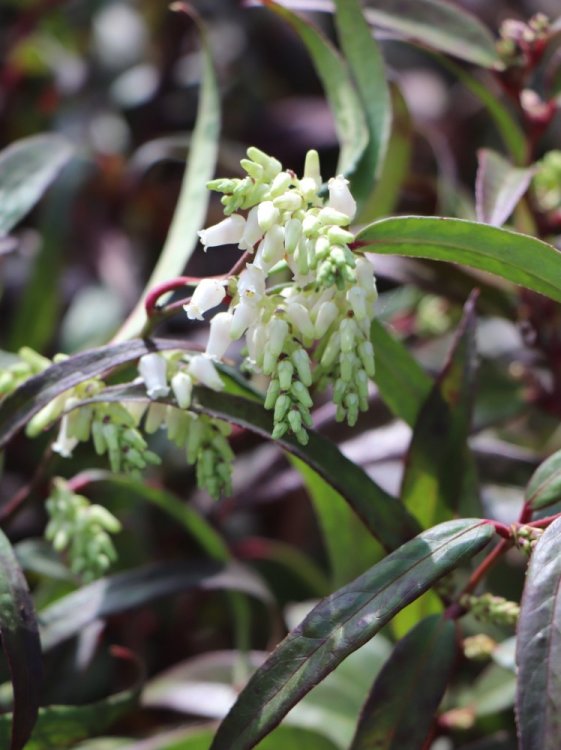 detail Leucothoe 'Halloween'