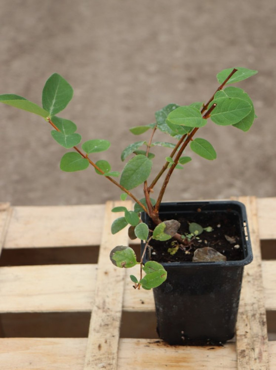 detail Zimolez kamčatský 'Wojtek'