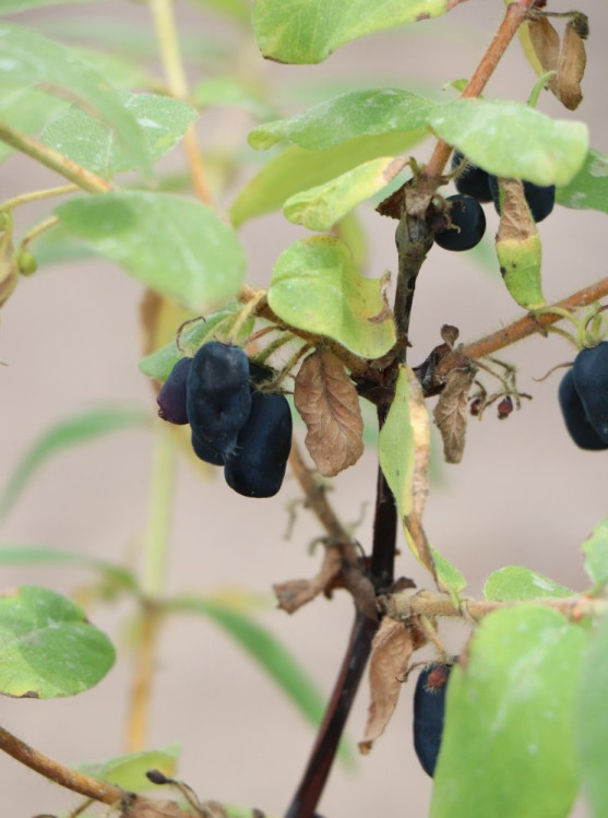 detail Zimolez kamčatský 'Wojtek'