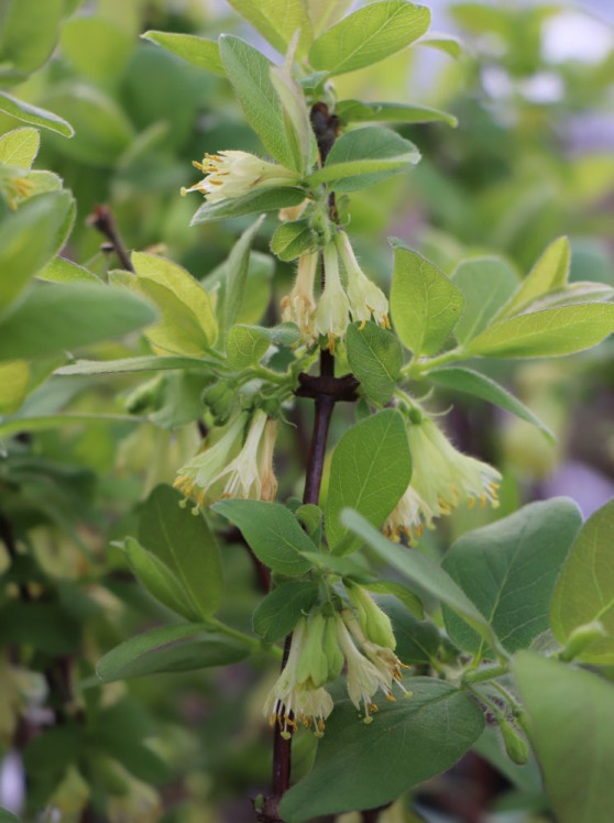 detail Zimolez kamčatský 'Wojtek'