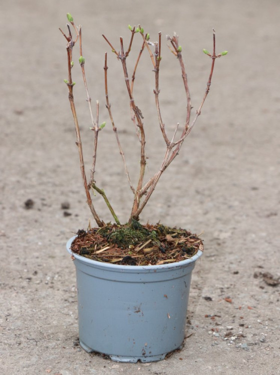 detail Zimolez kamčatský 'Wojtek'