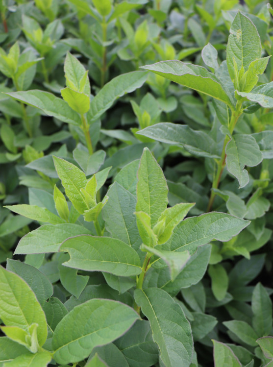 detail Zimolez Ledebourův