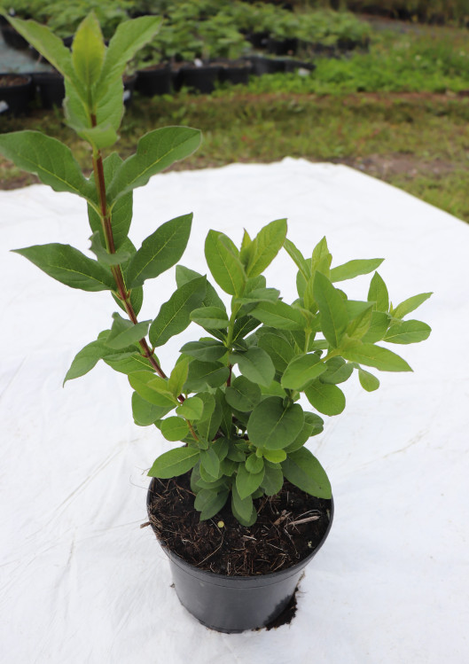 detail Zimolez Ledebourův