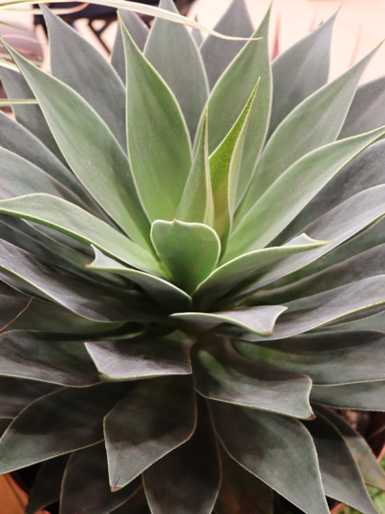 detail Mangave ´Lavender Lady´