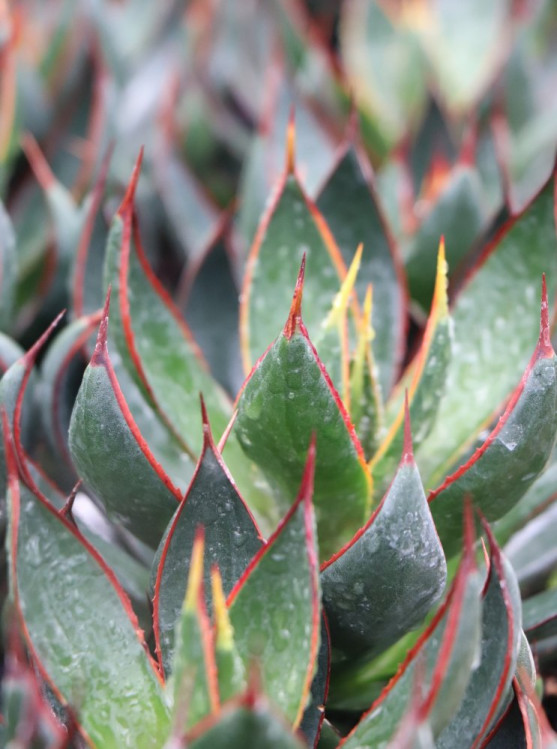detail Mangave ´Praying Hands´