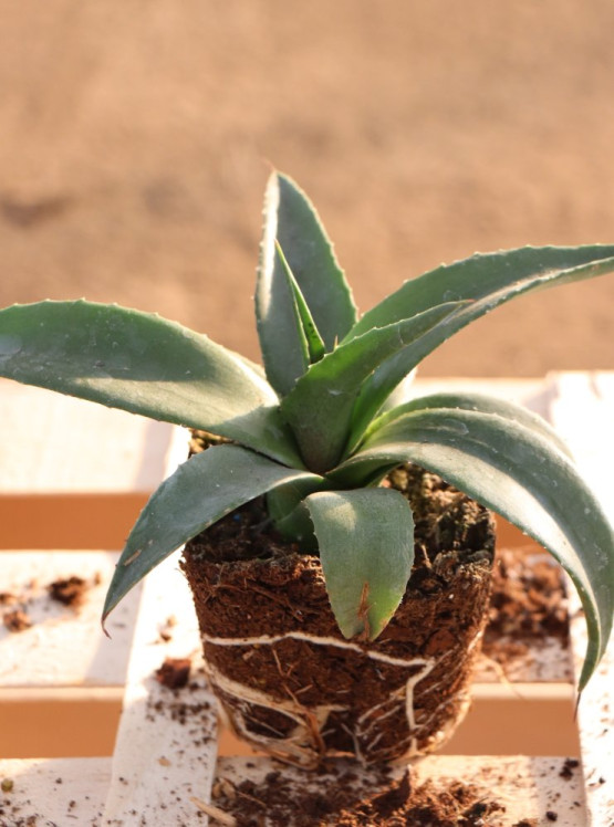 detail Mangave ´Redwing´