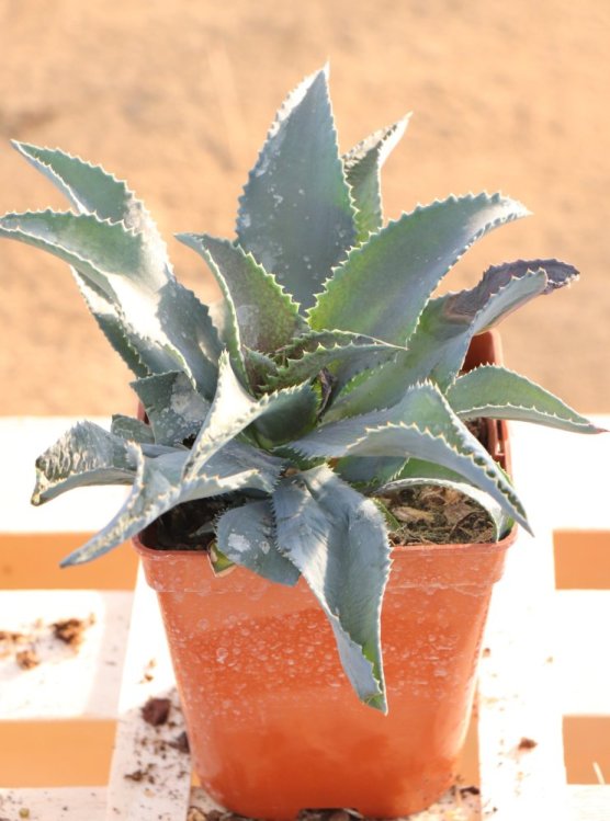 detail Mangave ´Silver Fox´