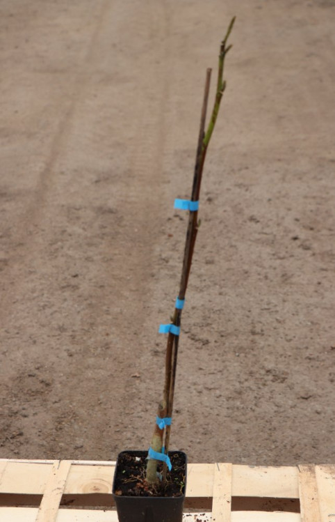 detail Magnolie 'Star Wars'