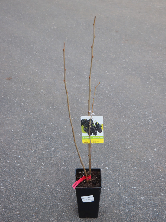 detail Moruše 'Shin-tso'