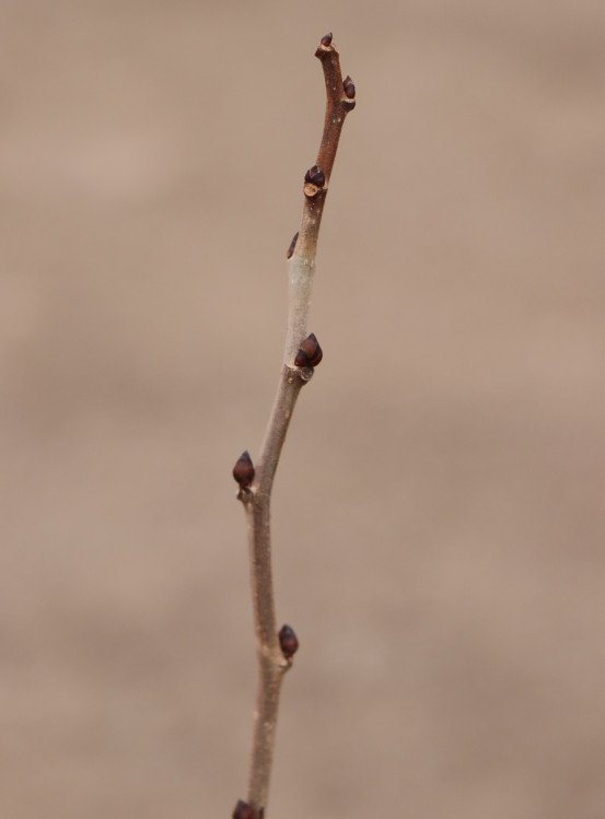 detail Moruše černá 'Trnavská'