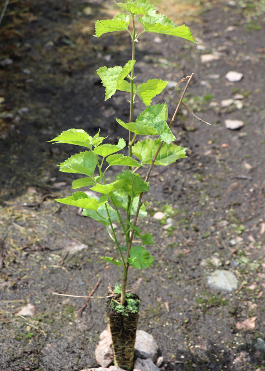 detail Moruše černá - Morušovník černý