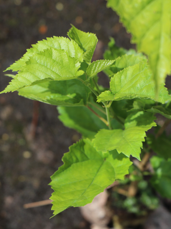 detail Moruše černá - Morušovník černý