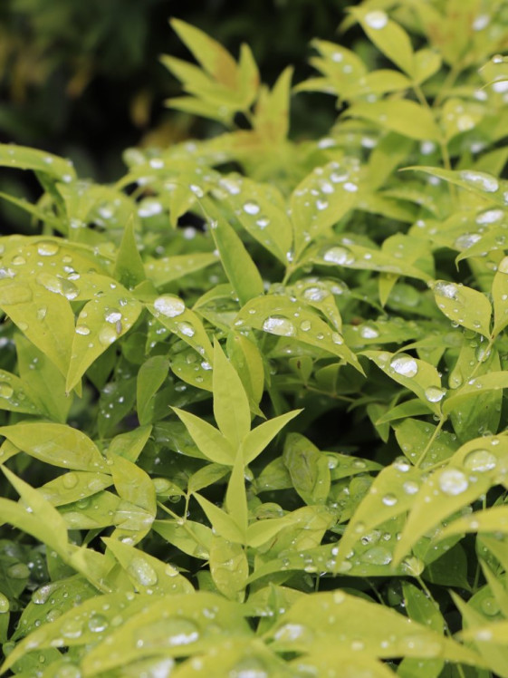 detail Nandina domácí 'Magical® Lemon Lime'
