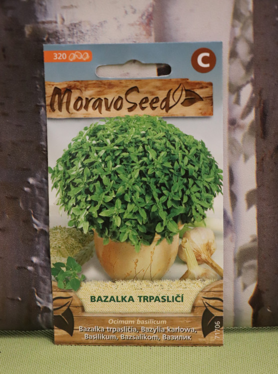 detail Bazalka pravá trpasličí