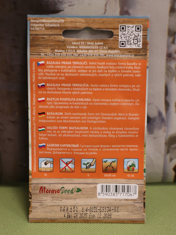 detail Bazalka pravá trpasličí