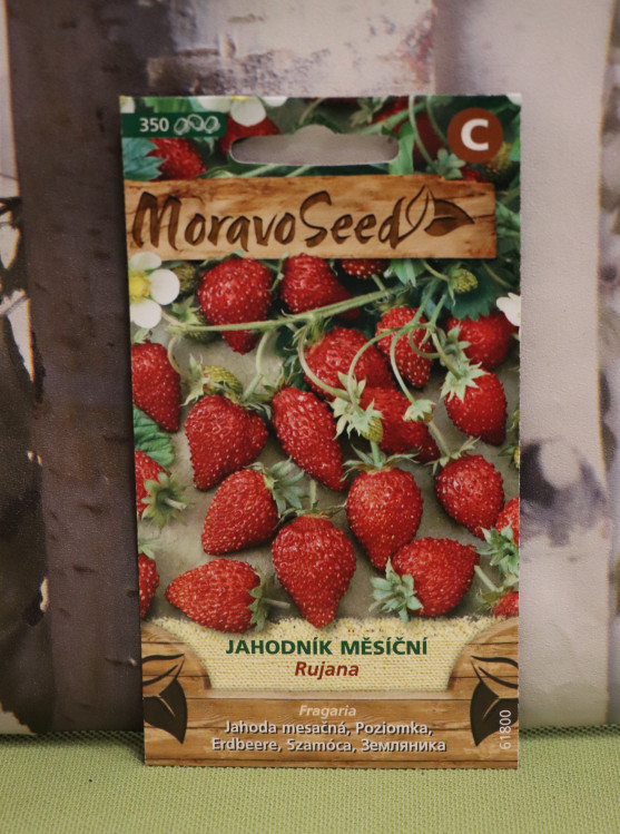 detail Jahodník měsíční