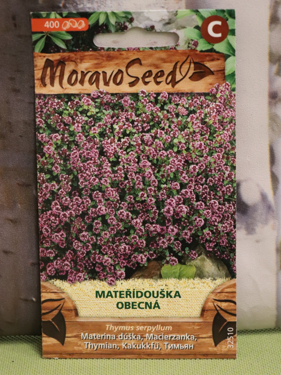 detail Mateřídouška obecná