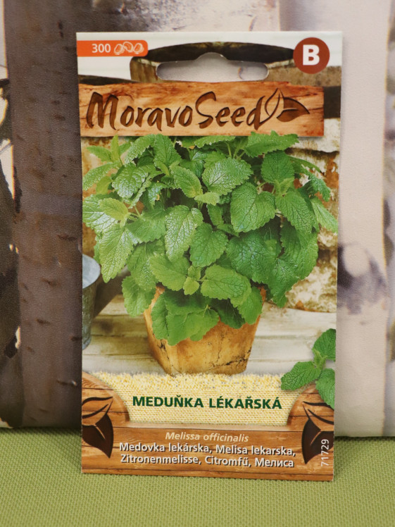 detail Meduňka lékařská