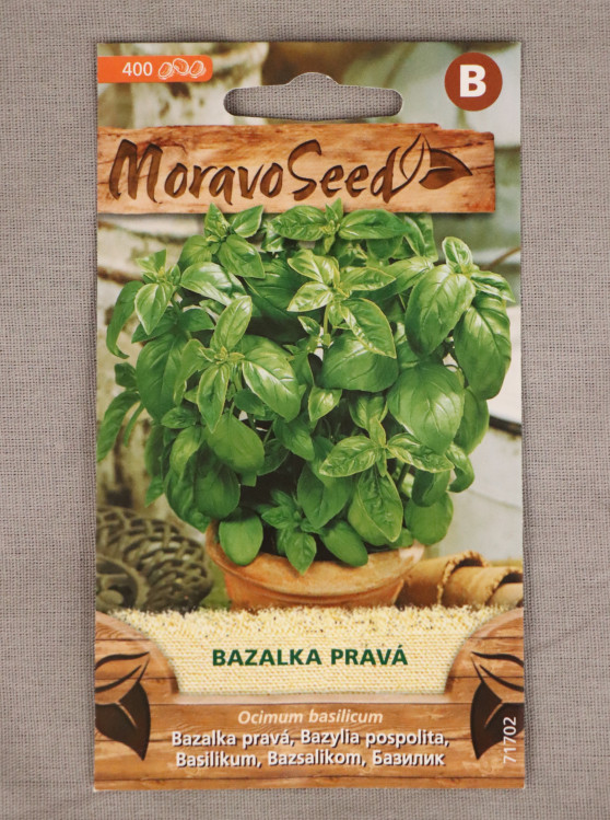 detail Bazalka pravá zelená