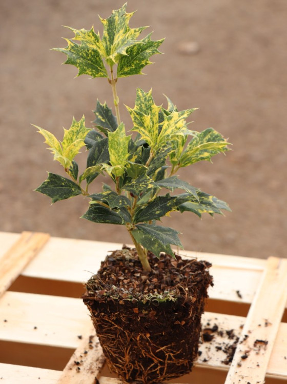 detail Vonokvětka různolistá 'Goshiki'