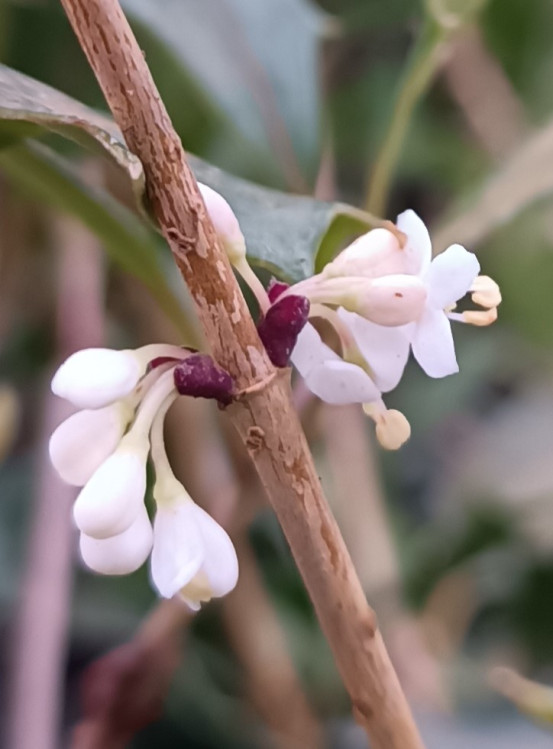 detail Vonokvětka různolistá 'Purpureus'