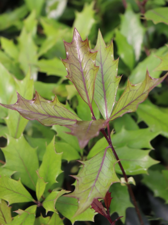 detail Vonokvětka různolistá 'Purpureus'