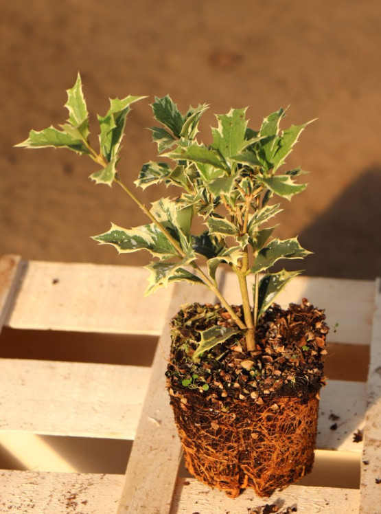 detail Vonokvětka různolistá 'Variegatus'