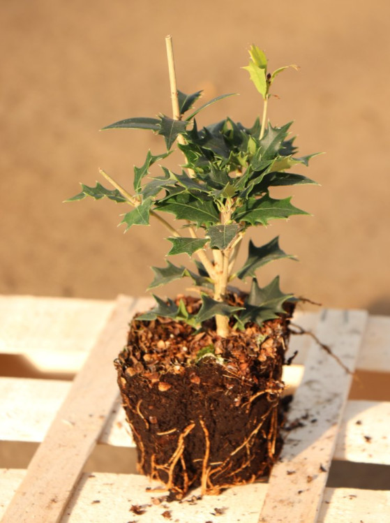 detail Vonokvětka různolistá