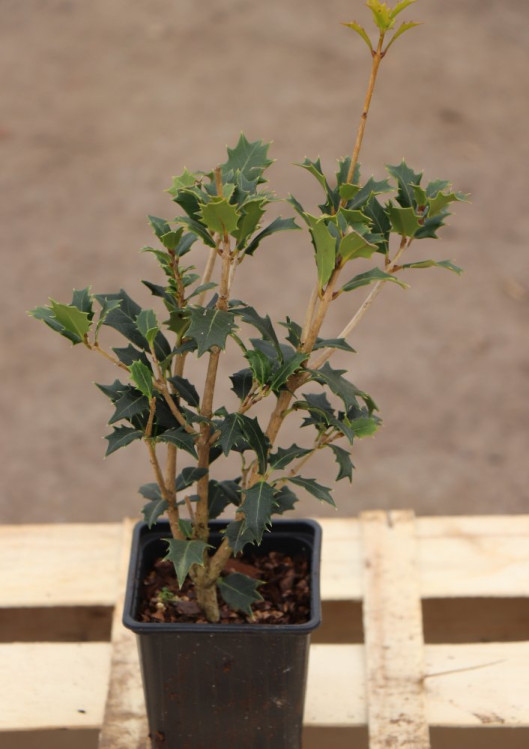 detail Vonokvětka různolistá