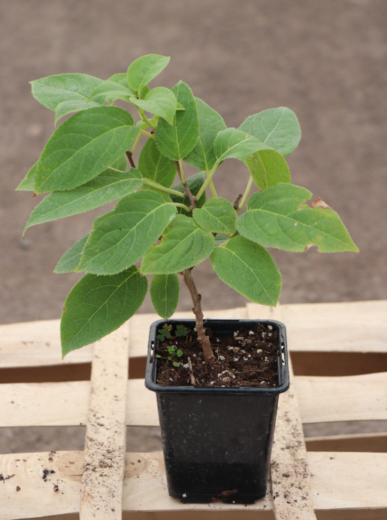 detail Aktinidie význačná 'Chang bai giant'