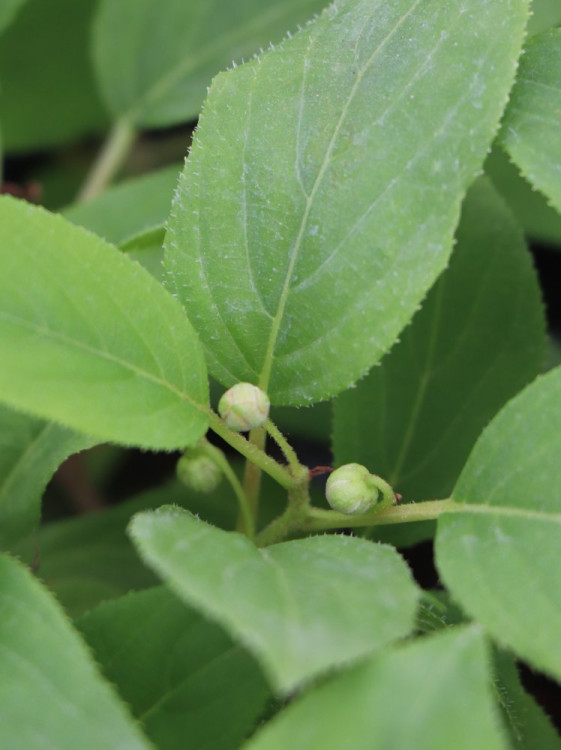 detail Aktinidie význačná ´Japsai´