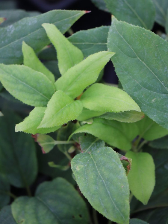 detail Aktinidie význačná ´Japsai´