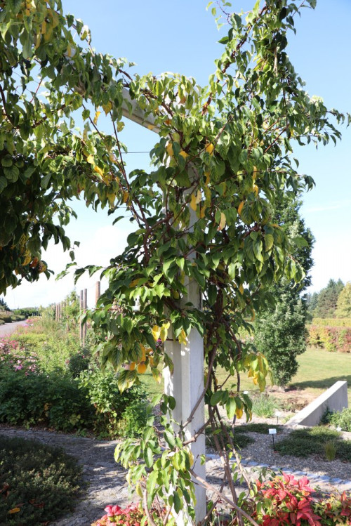 detail Aktinidie význačná (kiwi) 'Ken´s Red'