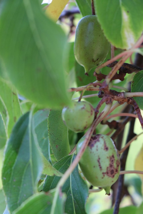 detail Aktinidie význačná (kiwi) 'Ken´s Red'