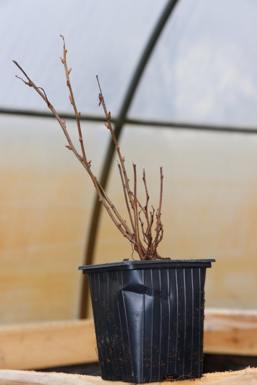 detail Aktinidie význačná (kiwi) 'Ken´s Red'