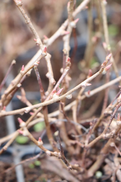 detail Aktinidie význačná (kiwi) 'Ken´s Red'