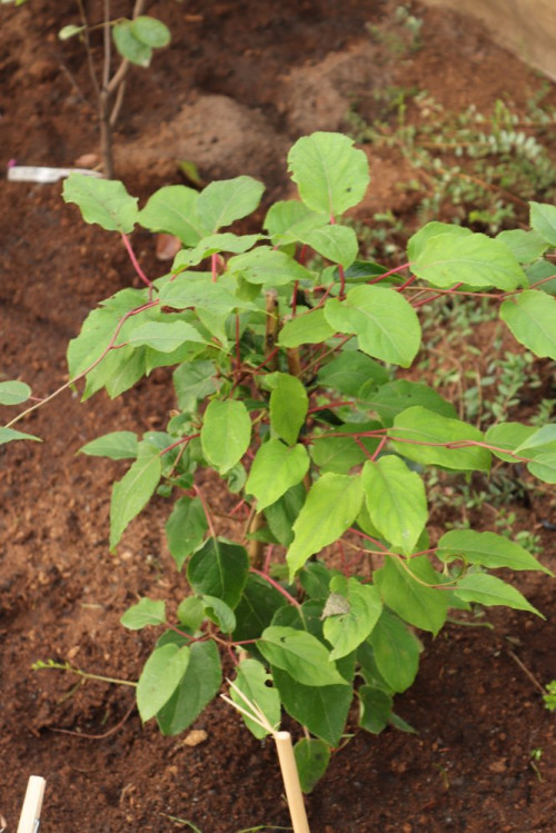 detail Aktinidie význačná (kiwi) 'Weiki'