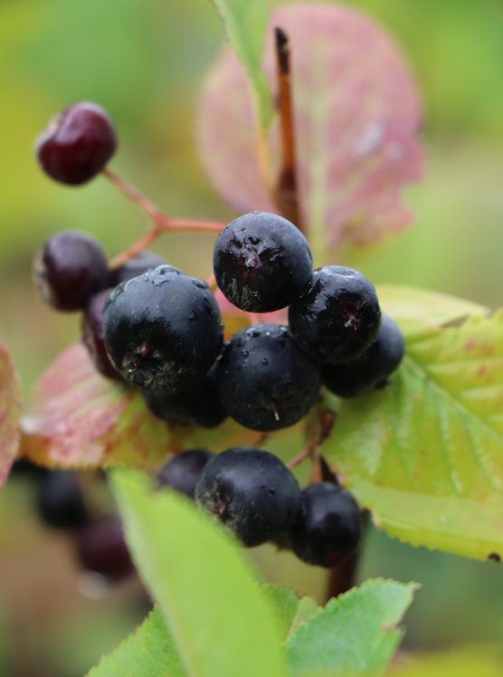 detail Jeřáb černoplodý Arónie 'Brilliant'