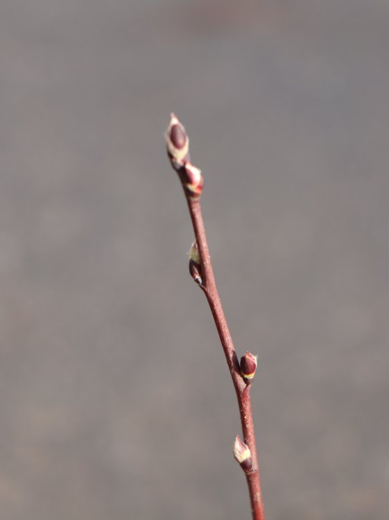 detail Muchovník olšolistý 'Thiessen'