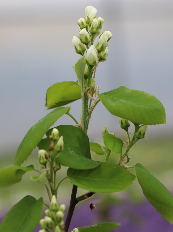 detail Muchovník olšolistý 'Thiessen'