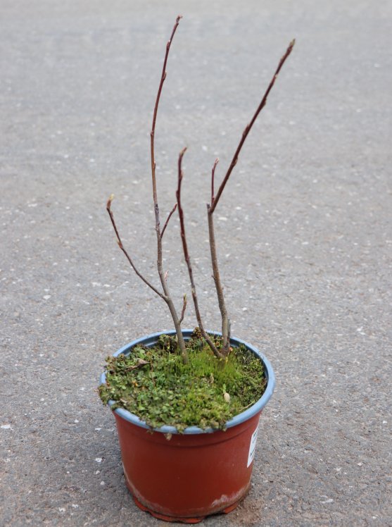 detail Muchovník Lamarckův