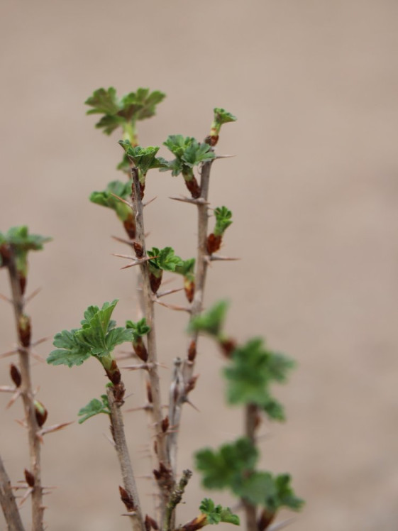 detail Angrešt 'Hinnonmaki red' - červený
