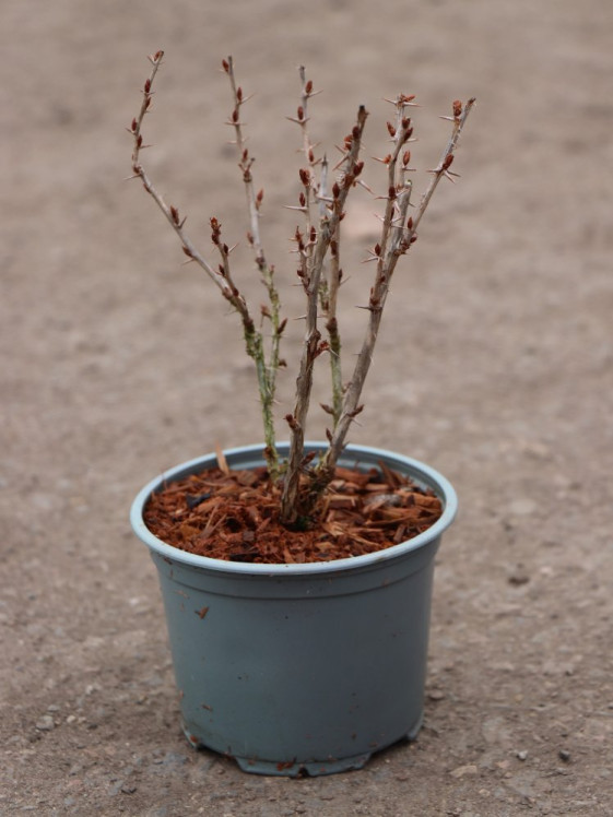 detail Angrešt 'Hinnonmaki red' - červený